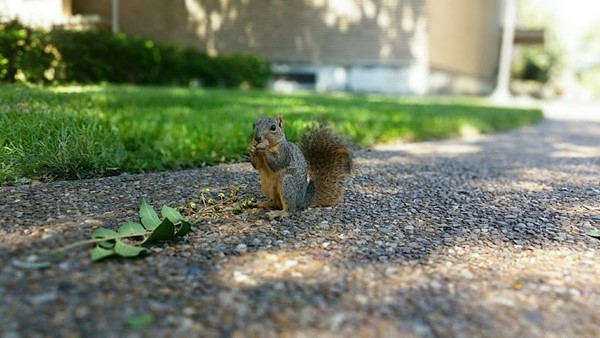 University of Houston