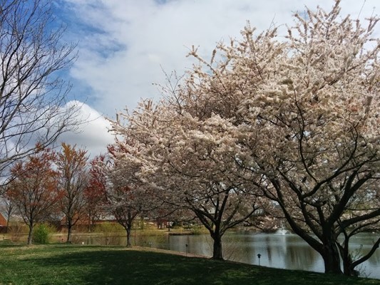 Regent University